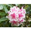 Rododendron 'Janet Ward'  Rhododendron 'Janet Ward'