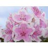 Rododendron 'Janet Ward'  Rhododendron 'Janet Ward'