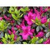 Japonská azalka 'Fuksja'  Rhododendron obtusum 'Fuksja'