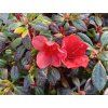 Japonská azalka 'Sandy's Fire'  Rhododendron obtusum 'Sandy's Fire'