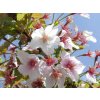 Třešeň kurilská 'Brilliant'  Prunus nipponica 'Brilliant'