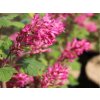 Meruzalka krvavá 'Pulborough Scarlet'  Ribes sanguineum 'Pulborough Scarlet'