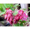 Meruzalka krvavá 'Pulborough Scarlet'  Ribes sanguineum 'Pulborough Scarlet'