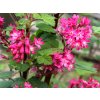Meruzalka krvavá 'Red Bross'  Ribes sanguineum 'Red Bross'