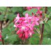 Meruzalka krvavá 'Red Bross'  Ribes sanguineum 'Red Bross'