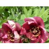 Pivoňka dřevitá 'Gauguin'  Paeonia suffruticosa 'Gauguin'