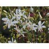 Bělozářka větevnatá - Anthericum ramosum  Anthericum ramosum