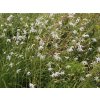 Bělozářka větevnatá - Anthericum ramosum  Anthericum ramosum
