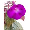 Achimenes - Mix  Achimenes