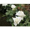 Stromková růže 'John Paul II.®'  Rosa 'John Paul II.®'