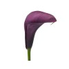 Kala 'Accent®'  Calla 'Accent®'