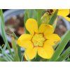 Badil velkoplodý - Sisyrinchium macrocarpum  Sisyrinchium macrocarpum