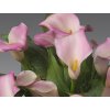 Kala 'Captain Marrero'  Calla 'Captain Marrero'