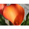 Kala 'Fireworks'  Calla 'Fireworks'
