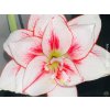 Amarylis 'Elvas®'  Hippeastrum Double Galaxy 'Elvas®'