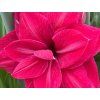 Amarylis 'Pink Symphony'  Hippeastrum DOUBLE GALAXY 'Pink Symphony'