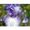 Kosatec německý 'Autumn Circus'  Iris germanica 'Autumn Circus'