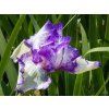 Iris Autumn Circus (1)
