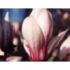 Šácholán obnažený 'Purpurascens'  Magnolia denudata 'Purpurascens'