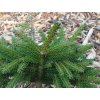 Smrk východní 'Eddie Rezek'  Picea orientalis 'Eddie Rezek'