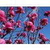 Magnolie 'Felix'  Magnolia 'Felix'