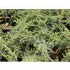 Cedr atlantský 'Sapphire Nymph'  Cedrus atlantica 'Sapphire Nymph'