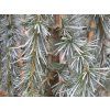 Cedr libanonský 'Blue Fountain'  Cedrus libani 'Blue Fountain'