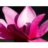 Magnolie 'Pink Pyramid'  Magnolia 'Pink Pyramid'