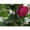 Magnolie 'Olav Kalleberg'  Magnolia 'Olav Kalleberg'