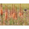 Liliochvostec 'Cleopatra' - Eremurus isabellinus 'Cleopatra'  Eremurusisabellinus 'Cleopatra'