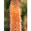 Liliochvostec 'Cleopatra' - Eremurus isabellinus 'Cleopatra'  Eremurusisabellinus 'Cleopatra'