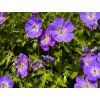 Kakost himalájský - Geranium himalayense  Geranium himalayense