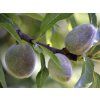 Mandloň 'Texas'  Prunus amygdalus 'Texas'