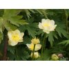 Trollius x cultorum 'Cheddar' (2)
