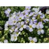 Tařička gracilis 'Regado Blue White Bicolour' - Aubrieta gracilis  'Regado Blue White Bicolour'  Aubrieta gracilis 'Regado Blue White Bicolour'