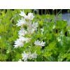 Dlužicha krvavá 'White Cloud' - Heuchera sanguinea 'White Cloud'  Heuchera sanguinea 'White Cloud'