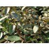 Hlošina Ebbingeova 'Compacta'  Elaeagnus x ebbingei 'Compacta'