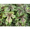 Dlužicha 'Tapestry' - Heuchera 'Tapestry'  Heuchera 'Tapestry'