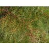 Kryptomerie japonská 'Elegans'  Cryptomeria japonica 'Elegans Viridis'