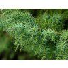Kryptomerie japonská 'Elegans'  Cryptomeria japonica 'Elegans Viridis'