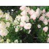 Hortenzie latnatá 'Polar Bear'  Hydrangea paniculata 'Polar Bear'