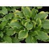 134640 1 134640 1 bohyska shadowland wheee hosta shadowland wheee