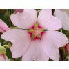 Slézovec 'Baby Barnsley' - Lavatera 'Baby Barnsley'  Lavatera 'Baby Barnsley'