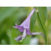 Bohyška clausa var normalis  Hosta clausa var normalis