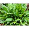 Bohyška clausa var normalis  Hosta clausa var normalis