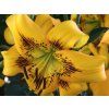 Lilie tygří 'Yellow Bruse' - Lilium tigrinum 'Yellow Bruse'  Lilium tigrinum