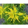 Zlatobýl x hybr. 'Strahlenkrone' - Solidago x hybr. 'Strahlenkrone'  Solidago x hybr. 'Strahlenkrone'