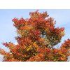 Hloh Lavallův 'Carrierei'  Crataegus x lavalleei 'Carrierei'