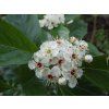 Hloh Lavallův 'Carrierei'  Crataegus x lavalleei 'Carrierei'