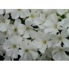 Plaménka latnatá 'Early® White' - Phlox paniculata 'Early® White'  Phlox paniculata 'Early White'